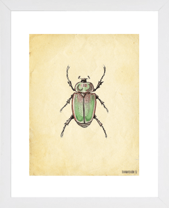 beetle