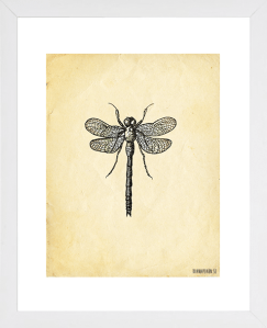 dragonfly