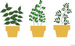 plants_2